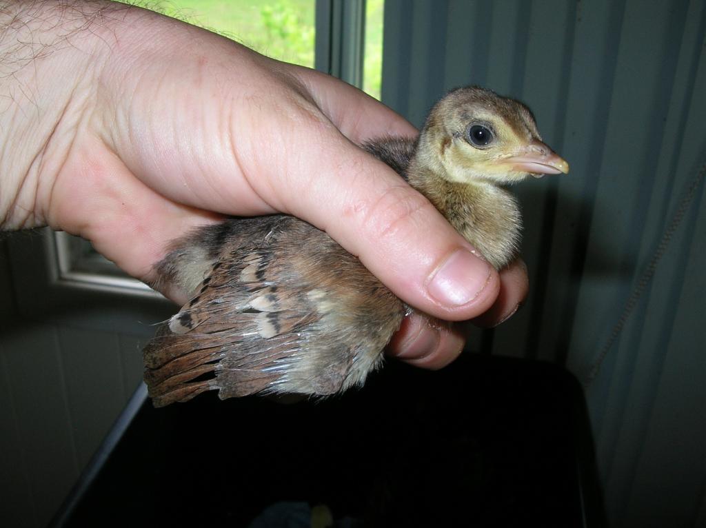 48408_mainly_poultry_old_nikon_camera_058.jpg