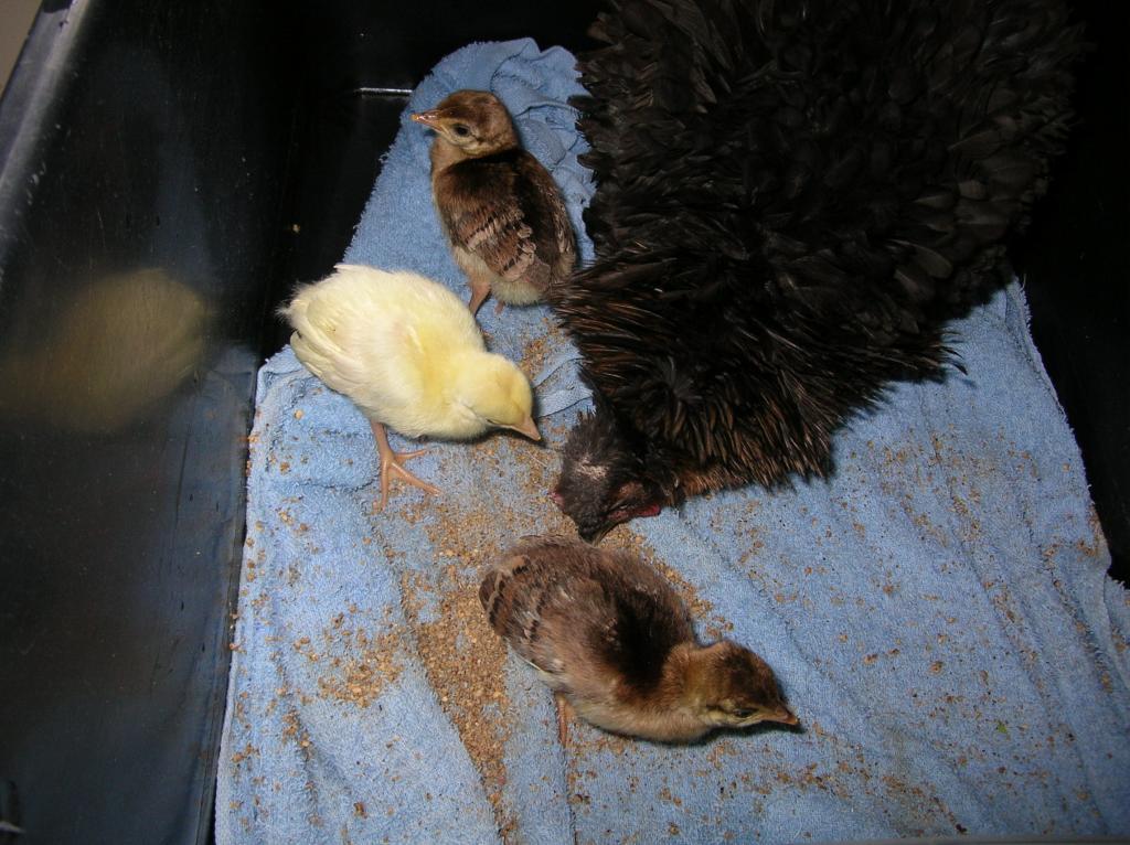 48408_mainly_poultry_old_nikon_camera_060.jpg