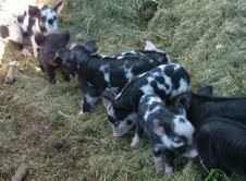 48408_mini_piglets.jpg