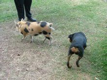 48408_mother_pig.jpg