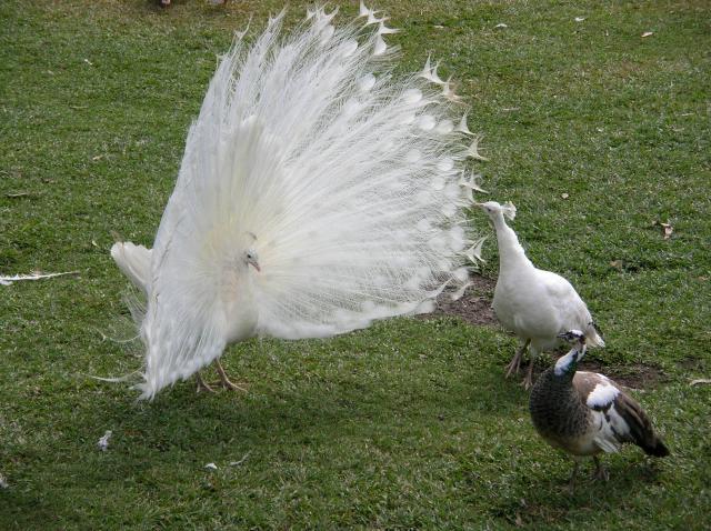 48408_peafowl_at_home_005.jpg
