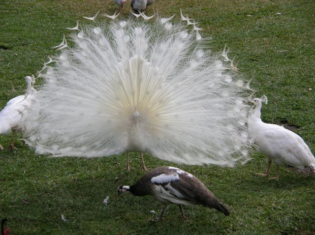 48408_peafowl_at_home_007.jpg