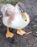 48408_tess_duck.jpg