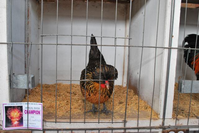 48408_trip_to_kyogle_and_poultry_at_gympie_show_021.jpg