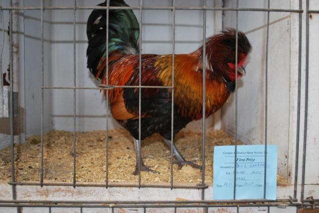 48408_trip_to_kyogle_and_poultry_at_gympie_show_080.jpg