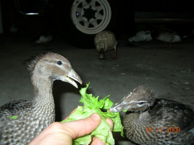48408_wood_ducks_fostered_by_ducky_1.jpg