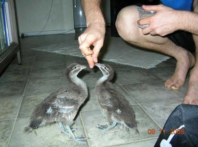 48408_wood_ducks_getting_fed_inside_4.jpg