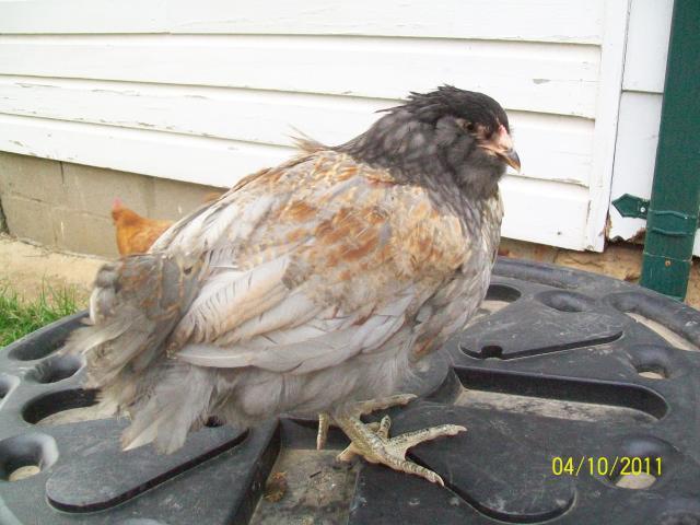 48412_liesls_pics_881.jpg