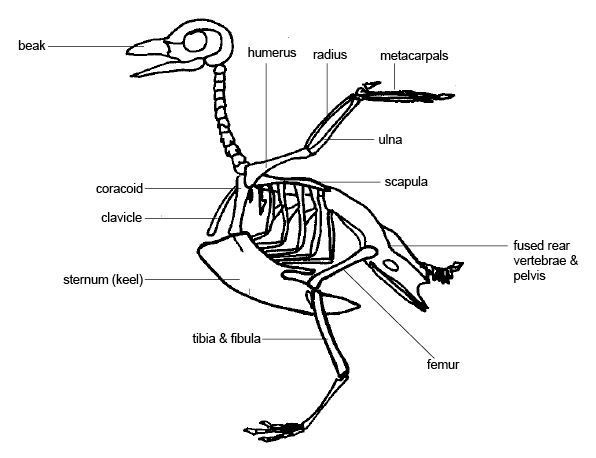48428_anatomy_and_physiology_of_animals_birds_skeleton.jpg