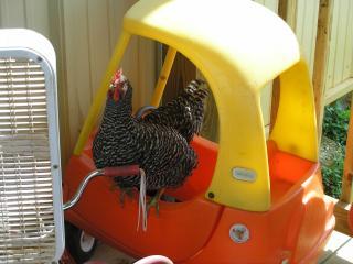 48446_farm-chickens_586.jpg