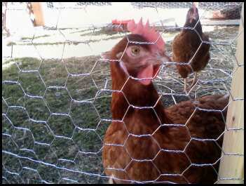 48460_chickens_1.jpeg