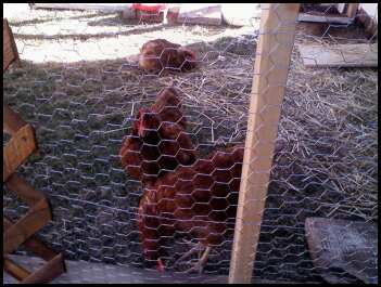 48460_chickens_2.jpeg