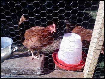 48460_chickens_3.jpeg