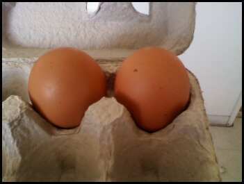 48460_eggs_1.jpeg