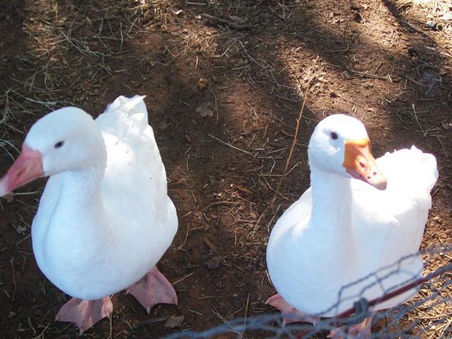 48473_100_0580.jpg
