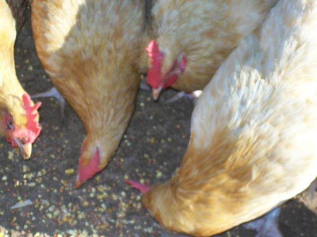 48473_100_0593.jpg