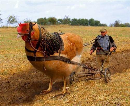48473_1_chicken_tractor.jpg