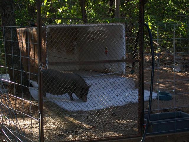 48473_bills_zoo_001.jpg