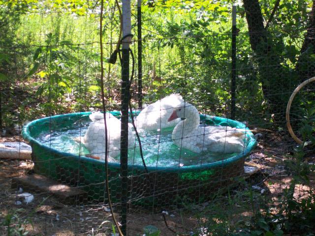 48473_snaketrap2_015.jpg