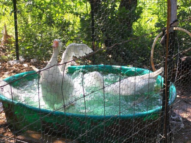 48473_snaketrap2_031.jpg