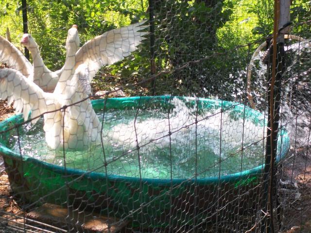 48473_snaketrap2_032.jpg