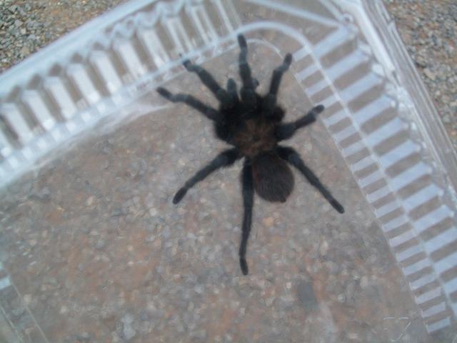 48473_spider_004.jpg
