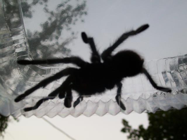 48473_spider_007.jpg