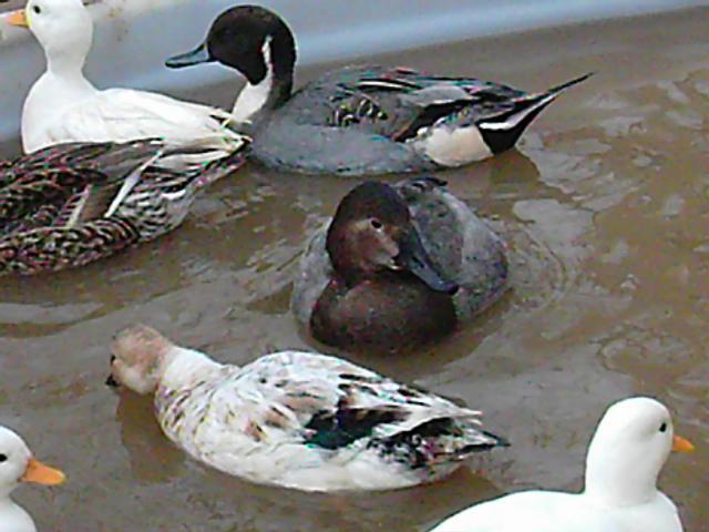 48505_img_0026.jpg