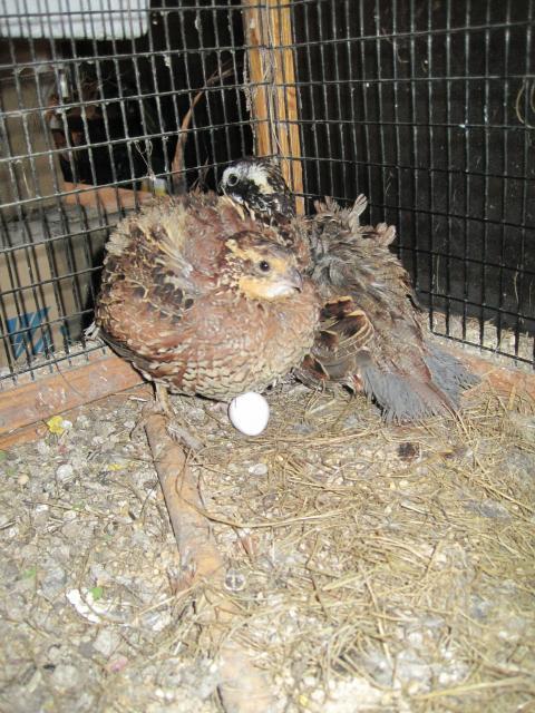 48510_broody_bobwhite_001.jpg