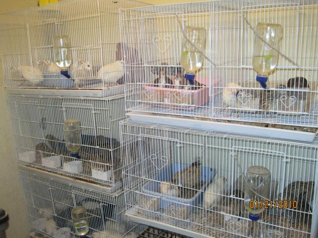 48510_coturnixcage.jpg