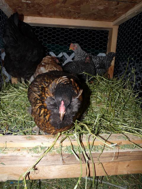48514_sleeping_.jpg