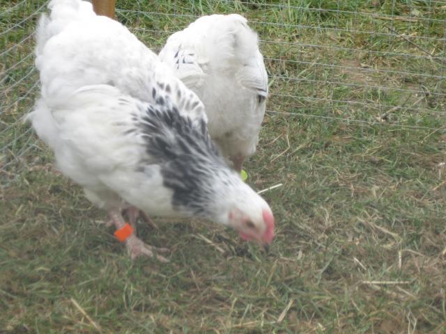 48560_img_0012.jpg