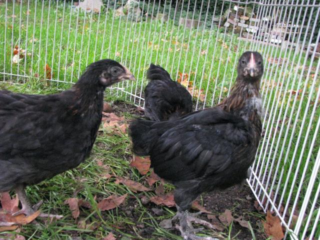 48594_004.jpg