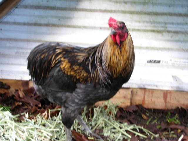 48594_aracana_003.jpg