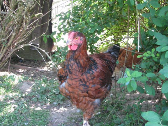 48594_cockerel.jpg
