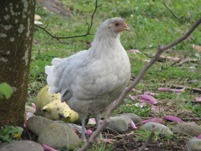 48594_ham_2.jpg