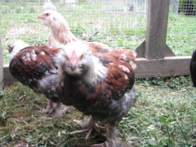 48594_little_owl.jpg