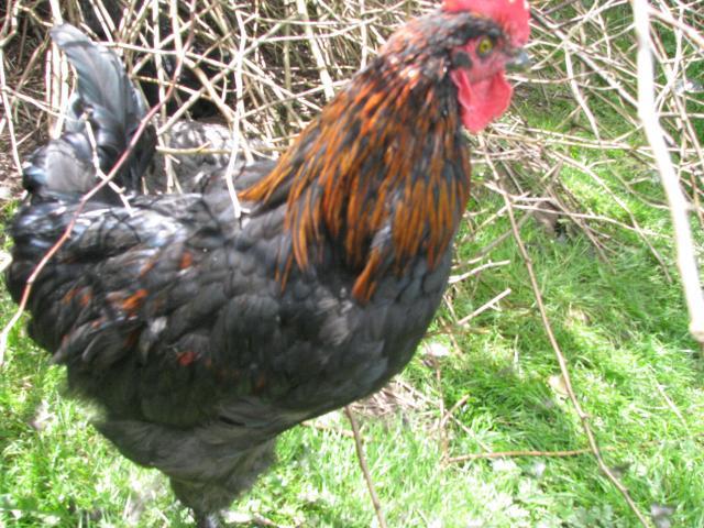 48594_marans_g.jpg
