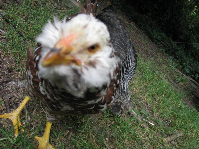 48594_orley.jpg