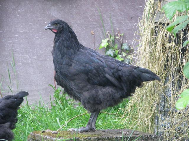 48594_pinks_marans_001.jpg