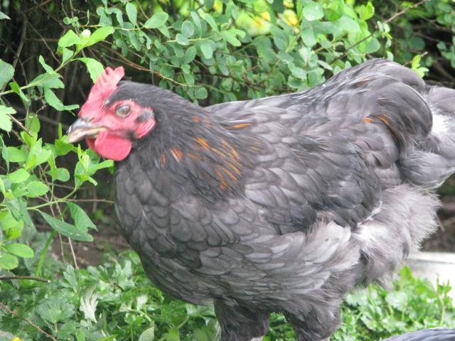 48594_pinks_marans_010.jpg