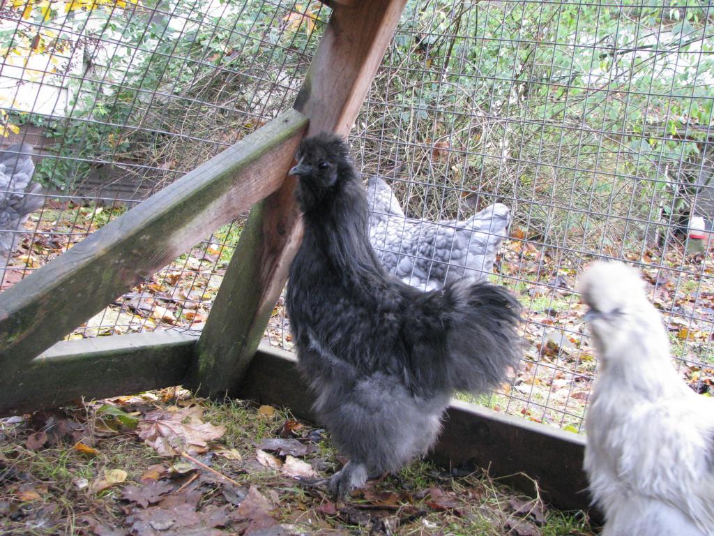 48594_silkie_b.jpg