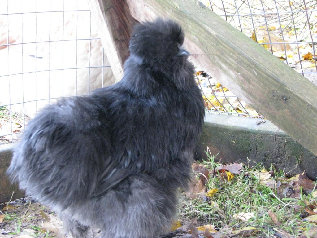 48594_silkie_b_2.jpg