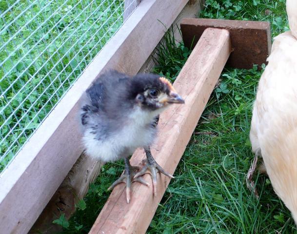 48643_p1070957.jpeg