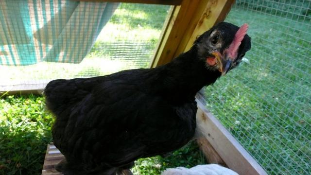 48643_p1080090.jpeg