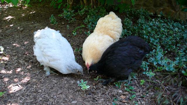 48643_p1080135.jpeg