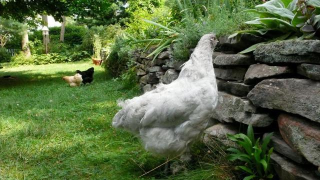 48643_p1080361.jpeg