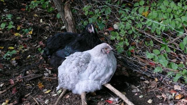 48643_p1080659.jpeg