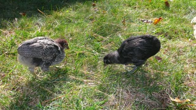 48643_p1080858.jpeg