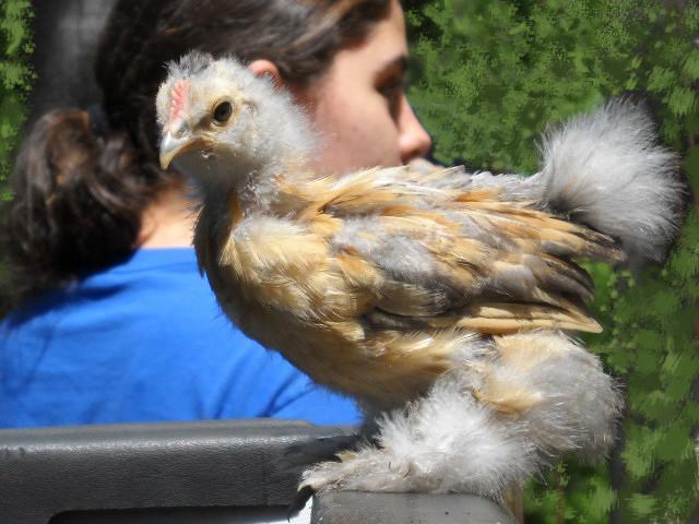 48664_chickenpic1.jpg